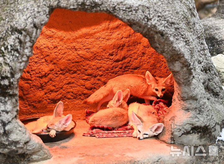 [용인=뉴시스] 김종택 기자 = 15일 경기 용인시 에버랜드에서 사막여우가 열등기구에 앉아 추위를 피하고 있다. 2026.01.15. jtk@newsis.com