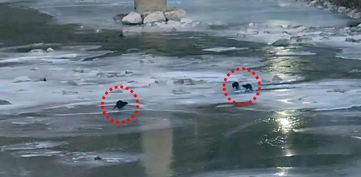  [봉화=뉴시스] 경북 봉화군 석포면 영풍 석포제련소 앞 하천에서 9일 수달들이 먹이활동을 하고 있다. (사진=영풍 석포제련소 제공) 2026.01.16. photo@newsis.com *재판매 및 DB 금지