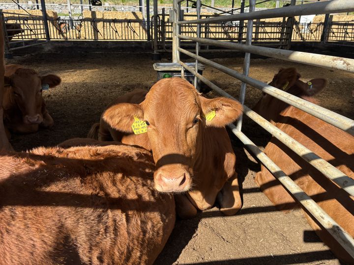 [남원=뉴시스] 남원지역 축산농가에서 사육 중인 한우들. *재판매 및 DB 금지