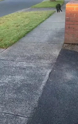 "엄마 어디 가?"…주머니에서 떨어진 새끼 어리둥절(영상)