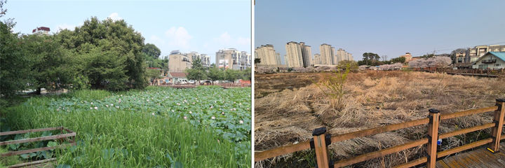 [광주=뉴시스] 연꽃 명소로 주민들의 사랑을 받았던 광주 광산구 수완1저수지 과거 모습(왼쪽)과 퇴적물이 쌓여 토사와 잡초에 가려진 현재 모습(오른쪽). (사진=광주 광산구 제공) 2026.01.18. photo@newsis.com *재판매 및 DB 금지