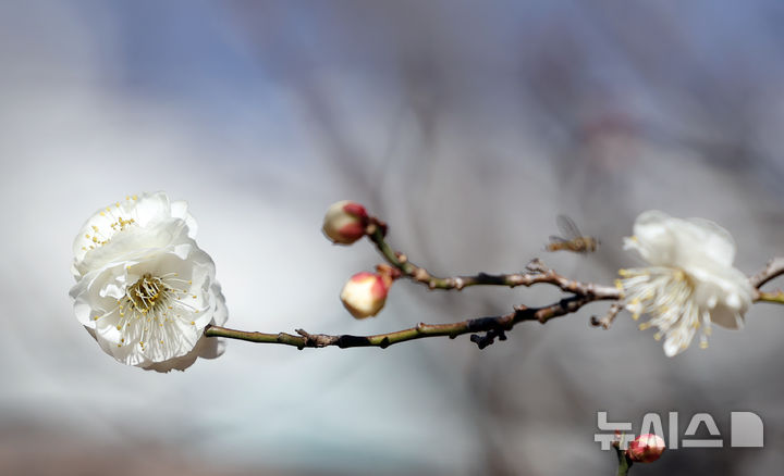  [부산=뉴시스] 하경민 기자 = 포근한 날씨를 보인 16일 부산 남구 동명대학교에서 '봄의 전령' 매화가 꽃망울을 터트려 눈길을 사로잡고 있다. 2026.01.16. yulnetphoto@newsis.com