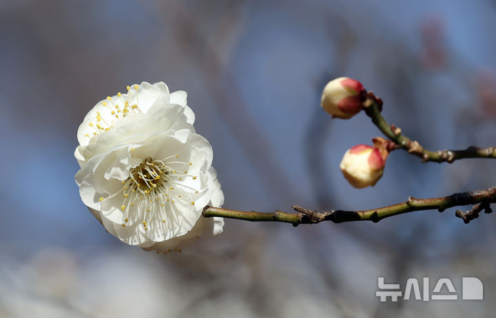 꽃망울 터트린 부산 매화 [오늘의 한 컷]