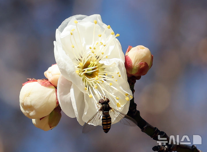  [부산=뉴시스] 하경민 기자 = 포근한 날씨를 보인 16일 부산 남구 동명대학교에서 '봄의 전령' 매화가 꽃망울을 터트려 눈길을 사로잡고 있다. 2026.01.16. yulnetphoto@newsis.com