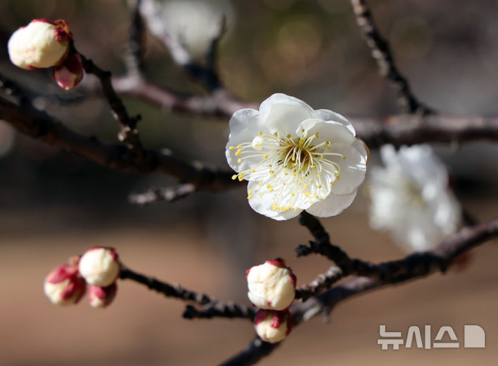 '때이른 봄이 왔나' 꽃망울 터트린 매화 [뉴시스Pic]