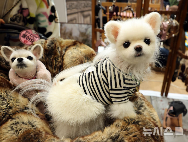 [고양=뉴시스] 전진환 기자 = 경기도 고양시 킨텍스에서 열린 마이펫페어 2026에서 반려견들이 호피무의 담요에 앉아 있다. 2026.01.16. amin2@newsis.com