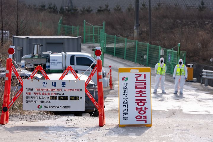 정부, 강릉 ASF '인위적 유입'에 무게…중간 조사결과 발표