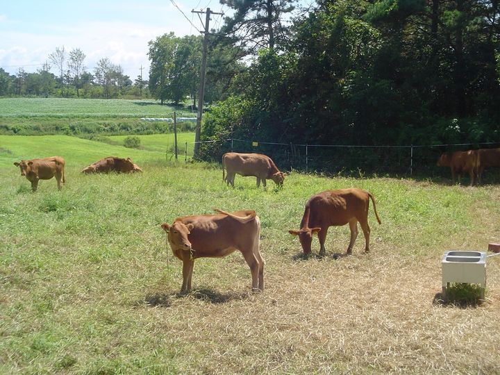 [무안=뉴시스] 축산시험장. (자료사진 = 전남도 제공). 2026.01.18. photo@newsis.com *재판매 및 DB 금지