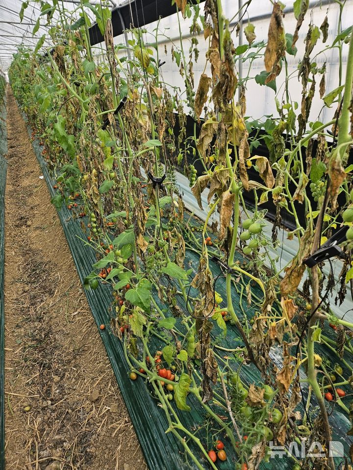 [나주=뉴시스] 겨울철 큰 일교차와 높은 습도 등 기후 변화로 수확기에 접어든 전남 나주시 세지면 일대 방울토마토 재배 농가에서 잎마름병(역병)이 발생한 가운데, 피해를 입은 비닐하우스 내 토마토 작물이 고사해 있다. (사진=독자 제공) photo@newsis.com