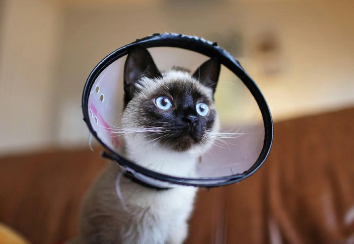  [영주=뉴시스] 중성화 수술을 받은 길고양이 (사진=영주시 제공) 2026.01.19. photo@newsis.com *재판매 및 DB 금지