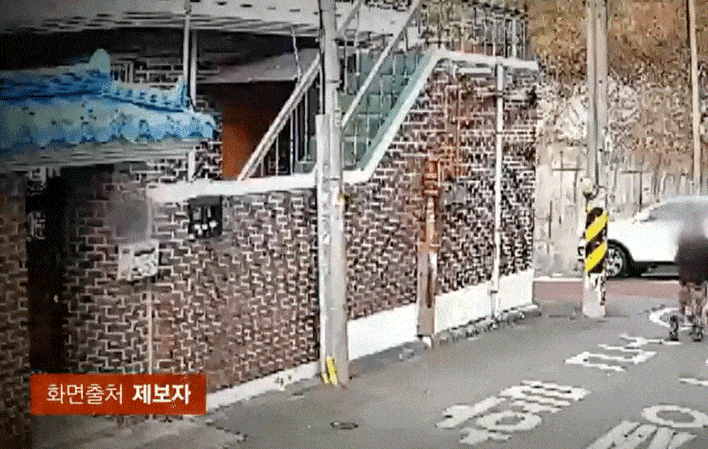 [뉴시스] 지난 16일 JTBC '사건반장'에 따르면 15일 오전 전주시에 거주하는 제보자 A씨의 집 앞에 강아지 한 마리가 유기됐다. (사진=JTBC 사건반장 갈무리) *재판매 및 DB 금지