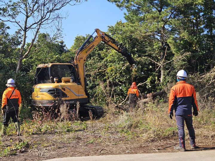 [서귀포=뉴시스] 서귀포시 관계자가 소나무재선충병 피해목을 제거하고 있다. (사진=서귀포시 제공) 2026.01.19. photo@newsis.com *재판매 및 DB 금지
