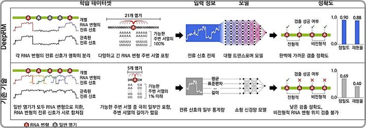 [대전=뉴시스] 기존 RNA 변형 검출기술과 DeepRM 비교. DeepRM 학습 데이터셋은 정해진 위치에 일반 염기 또는 RNA 변형을 포함토록 합성돼 기존 학습 데이터셋과 달리 개별 RNA 변형의 전류신호를 명확히 분리한다.(사진=서울대 백대현 교수 제공) *재판매 및 DB 금지