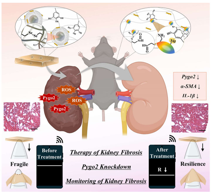 원광대 JABA대학원 진은정 교수 연구팀 연구 관련 자료사진(사진=원광대 제공) *재판매 및 DB 금지