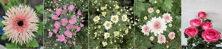 [안동=뉴시스] 왼쪽부터 핑키시스파이, 핑크링엔디, 크리스탈엔디, 스위티엔디, 핑크스완. (사진=경북도 제공) 2026.01.19. photo@newsis.com *재판매 및 DB 금지