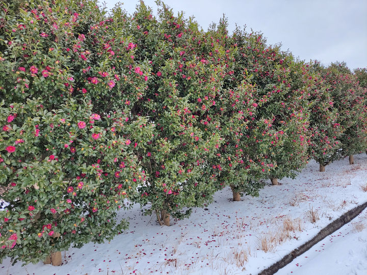 [제주=뉴시스] 한국마사회 제주목장 동백꽃길 전경. (사진=한국마사회 제주본부 제공) 2026.01.19. photo@newsis.com *재판매 및 DB 금지