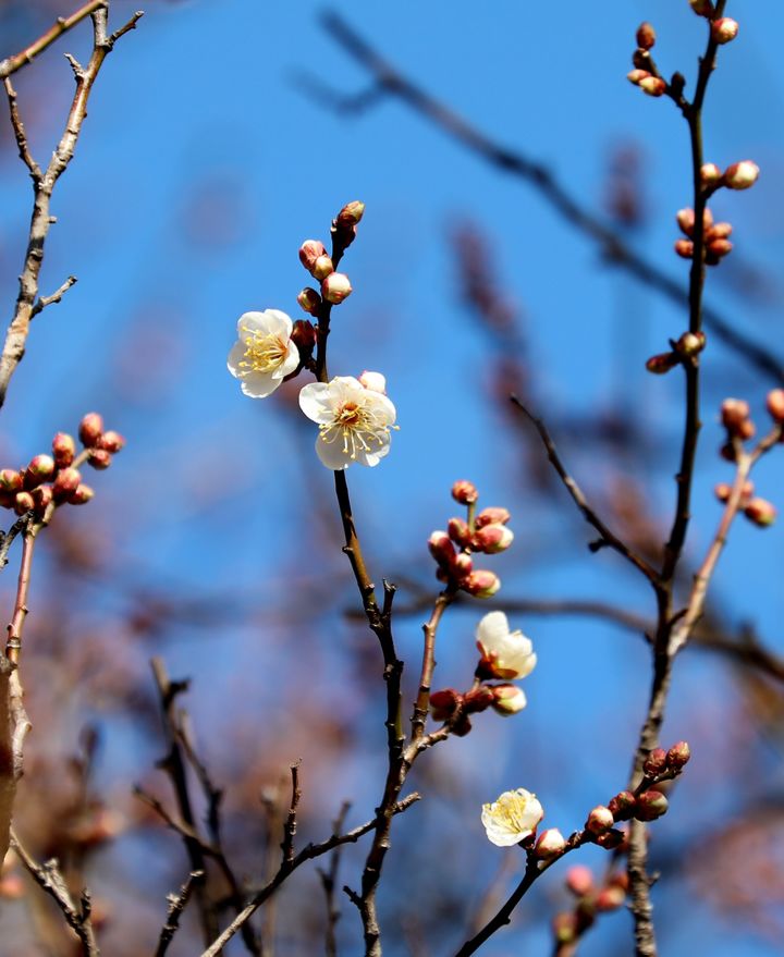 설 연휴 첫날 '광주·전남' 포근…일교차 커 '건강유의'