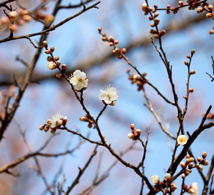 봄의 신호탄 '광양 소학정' 매화 전국 첫 개화