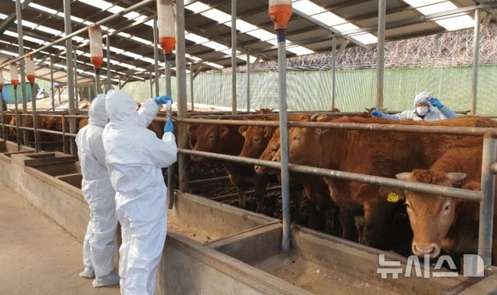 [포항=뉴시스] = 포항 한우 축사. 2026.01.19. photo@newsis.com