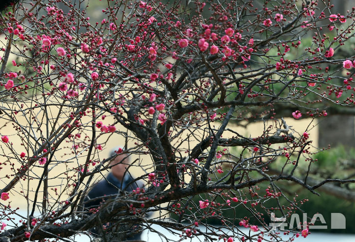  [부산=뉴시스] 하경민 기자 = 일년 중 가장 춥다는 '대한'(大寒)을 하루 앞둔 19일 부산 남구 유엔기념공원을 찾은 시민들이 꽃망울 터트린 '봄의 전령' 홍매화를 구경하고 있다. 2026.01.19. yulnetphoto@newsis.com