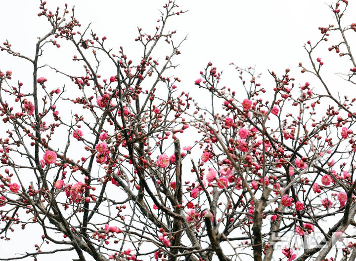  [부산=뉴시스] 하경민 기자 = 일년 중 가장 춥다는 '대한'(大寒)을 하루 앞둔 19일 부산 남구 유엔기념공원에서 '봄의 전령' 홍매화가 꽃망울을 터트려 눈길을 사로잡고 있다. 2026.01.19. yulnetphoto@newsis.com