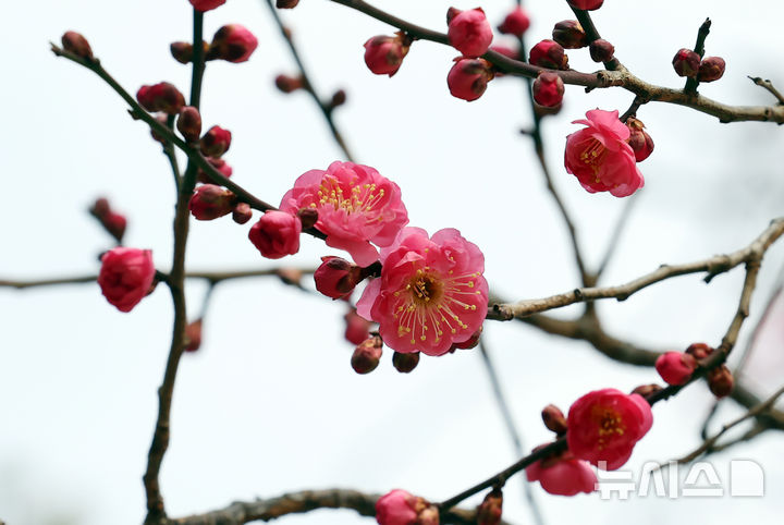 꽃망울 터트린 '봄의 전령' 홍매화 [뉴시스Pic]
