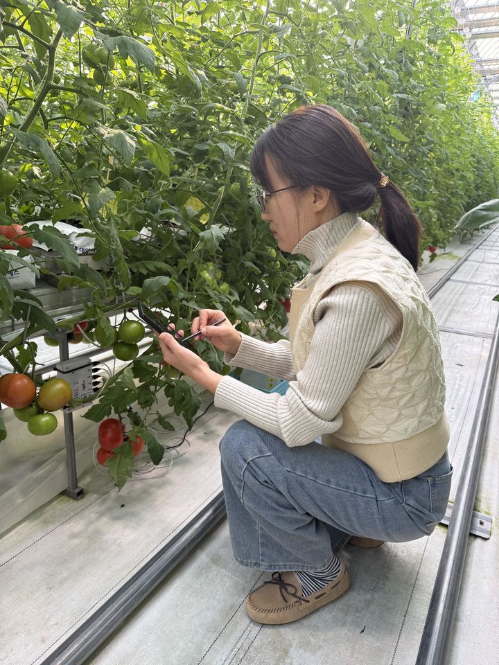 [진주=뉴시스]경남농업기술원, 토마토 수확예측 AI모델 활용.(사진=경남농기원 제공).2026.01.20.photo@newsis.com *재판매 및 DB 금지