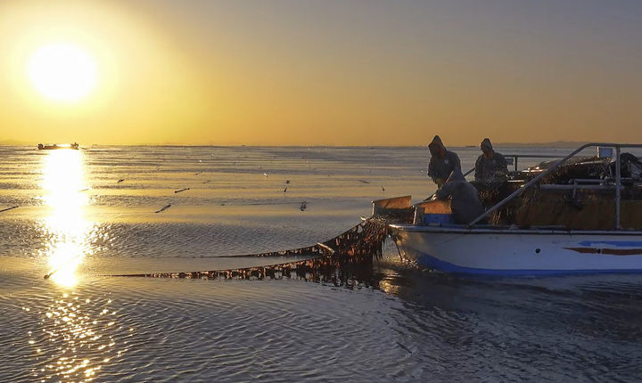 [홍성=뉴시스] 충남 서해 김 양식장에서 김 채취 모습.&nbsp; *재판매 및 DB 금지
