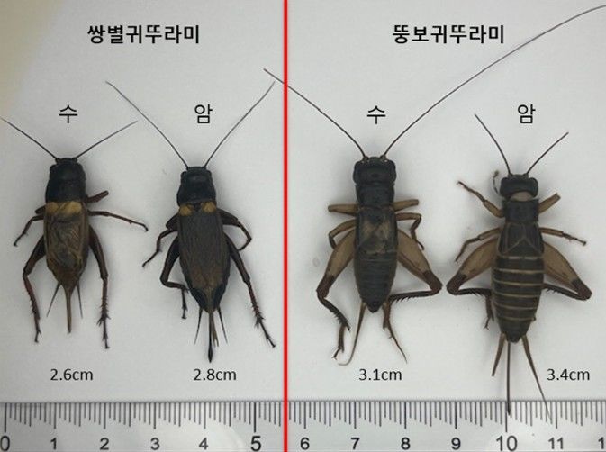 농진청, 토종 '뚱보귀뚜라미' 상용화 속도…파충류 먹이용 쏠림 해소