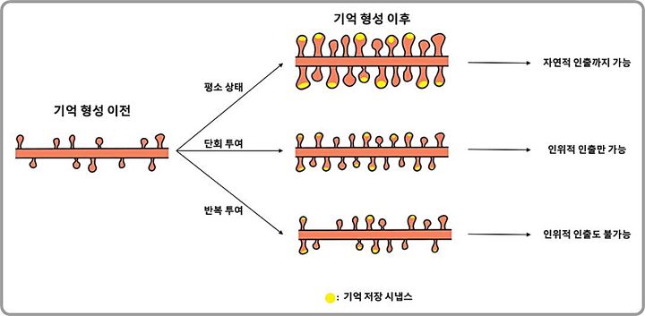 [대전=뉴시스] IBS 연구진이 엔그램 세포 간 시냅스 연결 강화가 기억 회상의 핵심 조건임을 규명했다. 학습 이후에는 기억을 저장하는 엔그램 세포들 사이의 시냅스 수가 증가하고 개별 시냅스를 이루는 구조도 커지는 변화가 나타나지만 단백질 합성을 반복적으로 억제하면 시냅스 수와 구조적 크기 증가가 모두 크게 준다.(사진=IBS 제공) *재판매 및 DB 금지