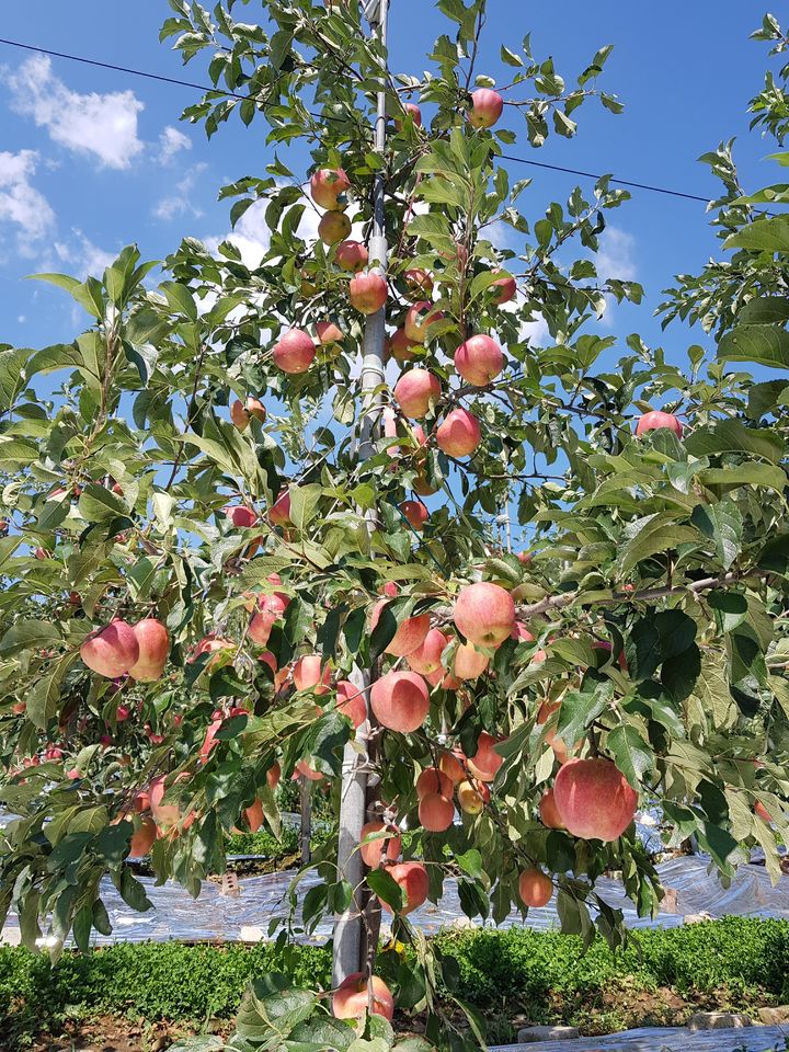 [세종=뉴시스] 사진은 사과(홍로) 무병묘. (사진=농촌진흥청 제공) 2026.01.21. photo@newsis.com *재판매 및 DB 금지