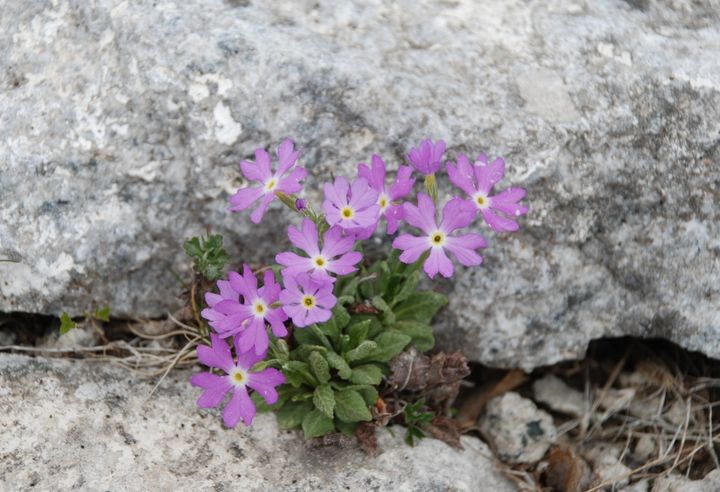 [합천=뉴시스] 가야산국립공원, 가야산은분취를 설앵초로 변경 (사진=합천군 제공) 2026. 01. 21. photo@newsis.com *재판매 및 DB 금지