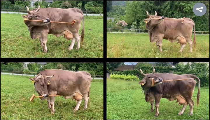 소가 간지러운 등 '벅벅'…'도구 사용' 세계 최초 확인 (영상)