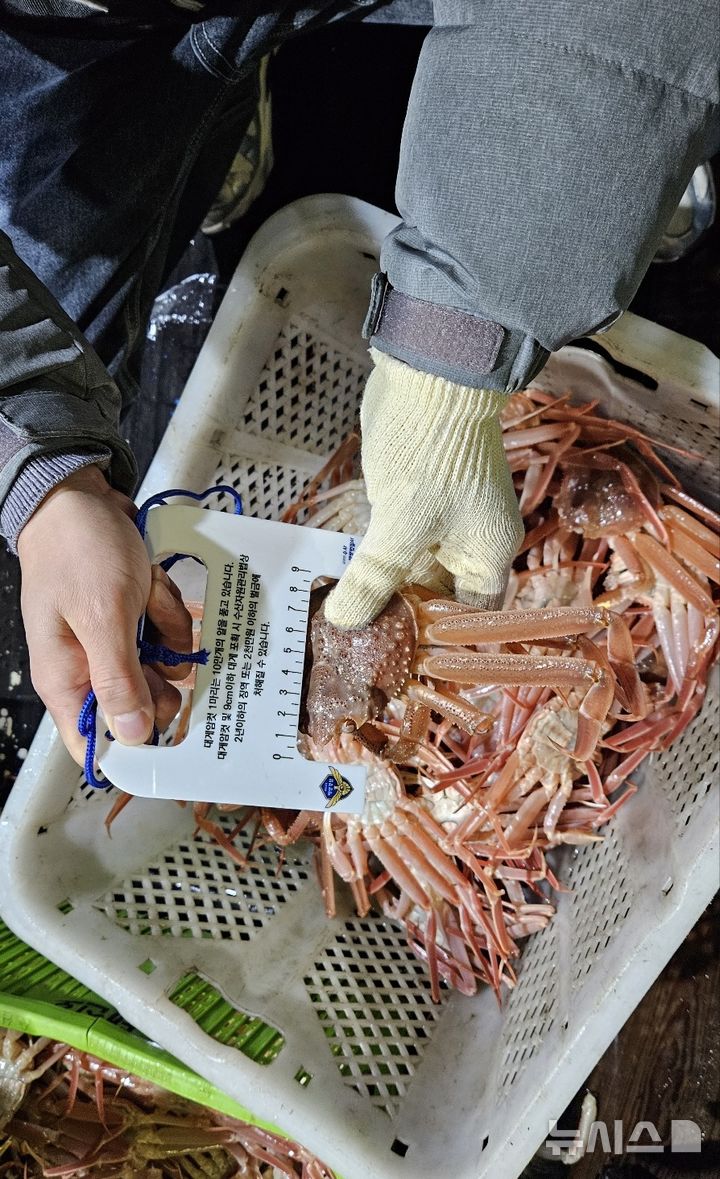 [포항=뉴시스] 체장미달 대게 측정 모습. (사진=포항해양경찰서 제공) 2026.01.21. photo@newsis.com 
