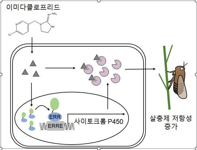 [광주=뉴시스] 살충제에 내성을 갖는 벼멸구 유전자 분석 모형도. (사진=전남대학교 제공) 2026.01.22. photo@newsis.com *재판매 및 DB 금지