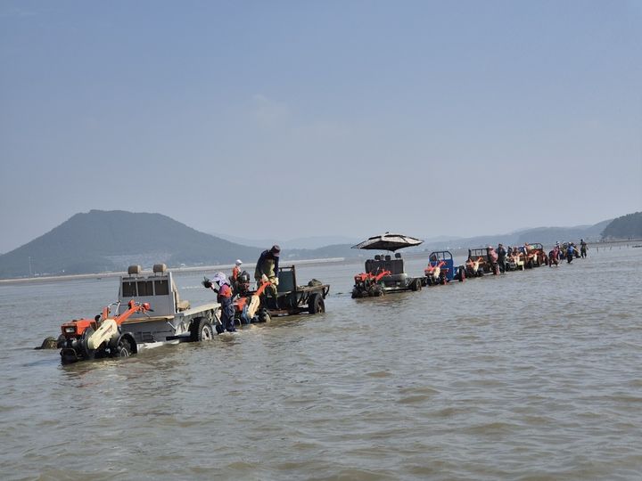 [태안=뉴시스] 지난해 9월 충남 태안군 신덕자율관리어업공동체 계원들이 소원면 갯벌에서 자율관리어업육성 사업 중 하나인 바지락 종패 살포 작업을 하고 있다. (사진=태안군 제공) 2026.01.22. photo@newsis.com *재판매 및 DB 금지