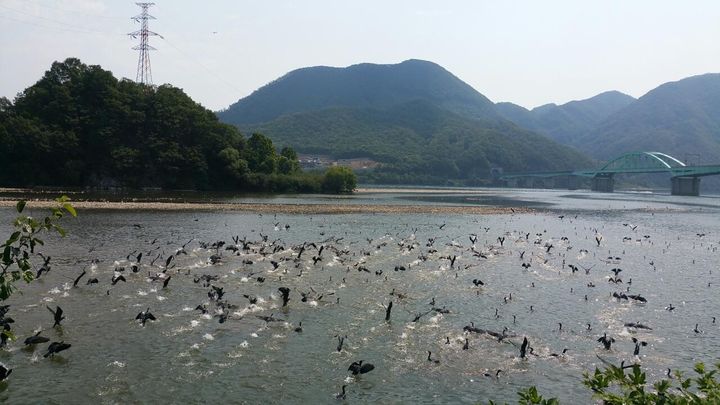 민물가마우지. (사진=가평군 제공) photo@newsis.com *재판매 및 DB 금지