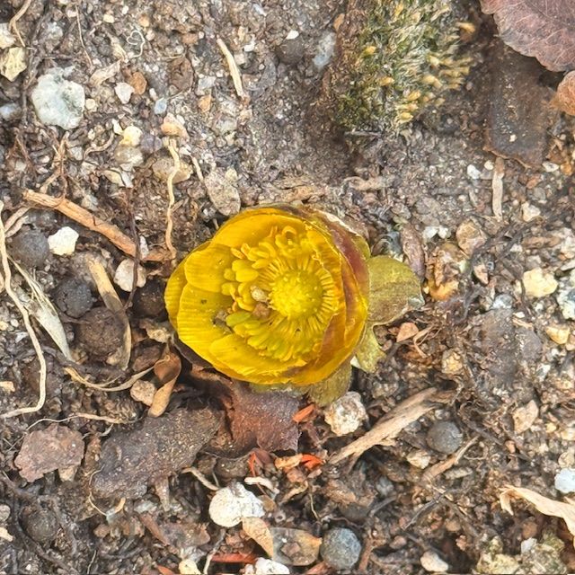 [순천=뉴시스] 순천만국가정원에서 개화한 복수초. (사진=순천시 제공) 2026.01.22. photo@newsis.com *재판매 및 DB 금지