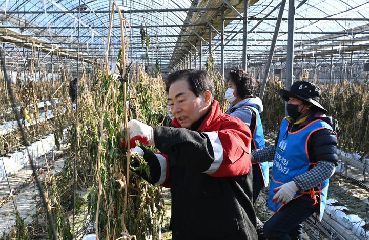 [창녕=뉴시스] 성낙인 경남 창녕군수가 22일 자원봉사자와 함께 강풍 피해를 입은 길곡면 증산리 시설하우스 농가를 방문해 농가 지원 봉사활동을 펼치고 있다. (사진=창녕군 제공) 2026.01.22. photo@newsis.com *재판매 및 DB 금지
