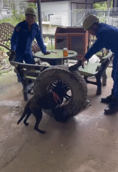 [뉴시스] 말레이시아에서 벤토라는 이름의 반려견이 타이어 휠에 머리가 끼인 모습. (영상=반려견 주인 찰스 테오) 2026.1.22 *재판매 및 DB 금지