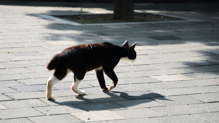 [뉴시스] 고양이. *기사 본문과는 무관한 사진. (사진=유토이미지 캡처) *재판매 및 DB 금지