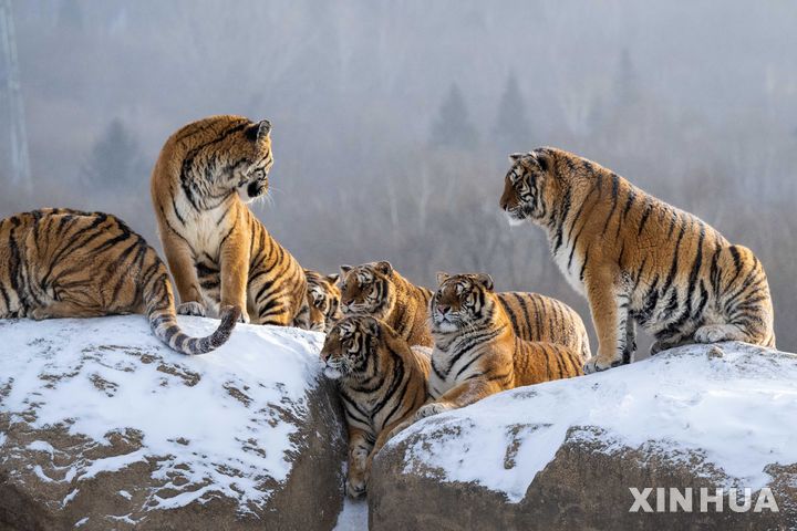 [하이린=신화/뉴시스] 21일(현지 시간) 중국 헤이룽장성 하이린 시베리아호랑이 공원의 호랑이들이 눈 덮인 바위에 모여 있다. 사진은 해당기사와 관련없음. 2026.01.22.
