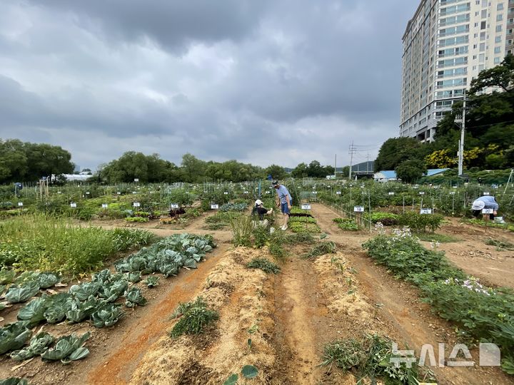 [용인=뉴시스]용인시민농장 텃밭(사진=뉴시스 DB)photo@newsis.com