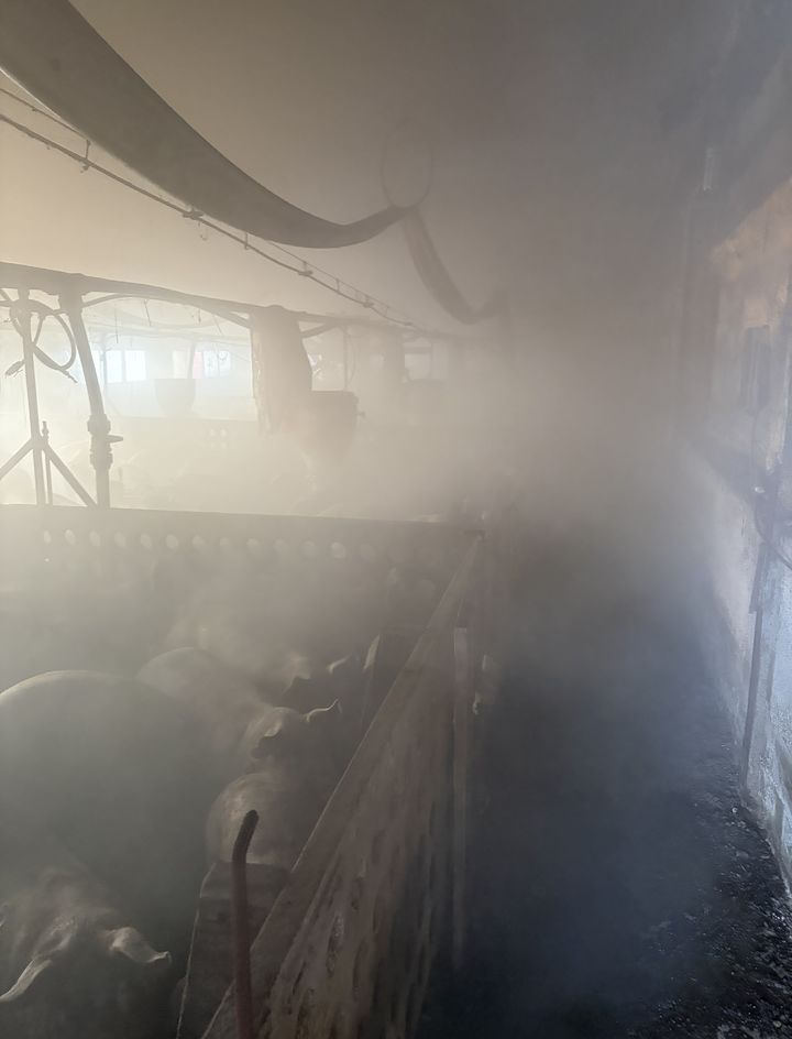 영광 염산면 돈사 불…돼지 500마리 폐사