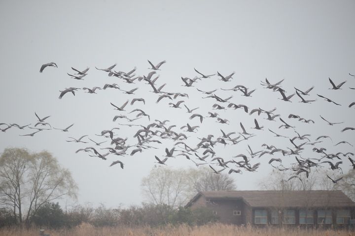 [순천=뉴시스] 순천만 상공을 날고 있는 흑두루미 무리. (사진=순천시 제공) 2026.01.23. photo@newsis.com *재판매 및 DB 금지