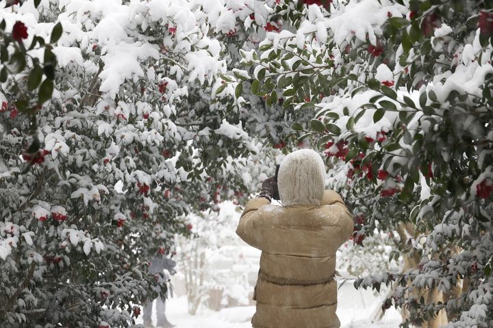 [신안=뉴시스] 압해읍 '1004섬 분재공원' 애기동백. (사진=신안군 제공) 2026.01.23. photo@newsis.com *재판매 및 DB 금지