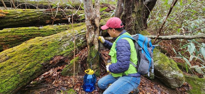 [무안=뉴시스] 고로쇠 채취 장면. (자료사진 = 전남도 제공). 2026.01.23. photo@newsis.com *재판매 및 DB 금지