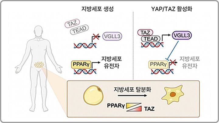 [대전=뉴시스] 한국과학기술원(카이스트·KAIST) 생명과학과 임대식·강주경 교수팀이 지방세포 생성을 근본적으로 차단하는 후성유전체 스위치의 원리를 밝혔다. YAP/TAZ–TEAD–VGLL3 축에 의한 지방세포 유전자 프로그램 조절 모식도.(사진=KAIST 제공) 2026.01.23. photo@newsis.com&nbsp; *재판매 및 DB 금지