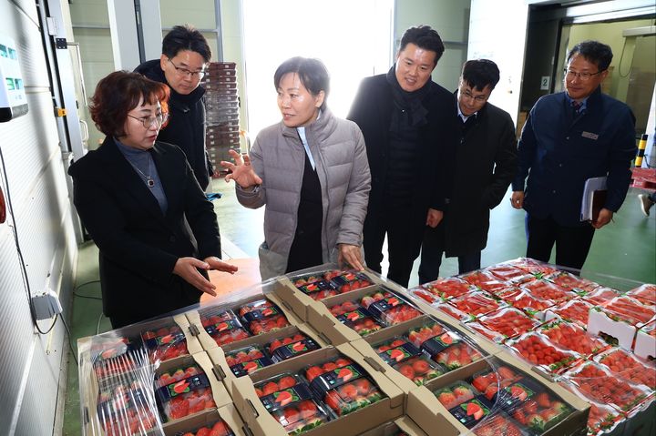 [논산=뉴시스]송미령 농식품부 장관이 22일 논산시 부적면 딸기 선별장을 방문해 출하를 앞둔 논산딸기를 살펴보고 있다. (사진=논산시 제공) 2026. 01. 23 photo@newsis.com *재판매 및 DB 금지