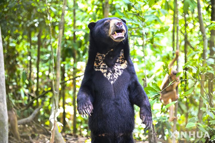 [신화/뉴시스] 19일 말레이시아 순다칸에서 촬영된 말레이 태양 곰